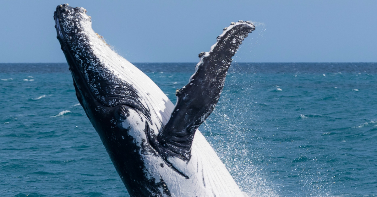 Whale Watching Mooloolaba