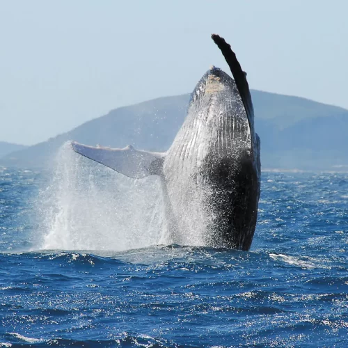 whale-breaching